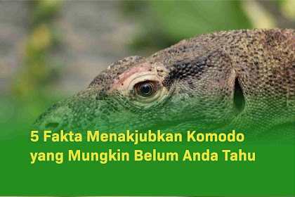 5 Fakta Menakjubkan Tentang Komodo yang Mungkin Belum Anda Tahu 